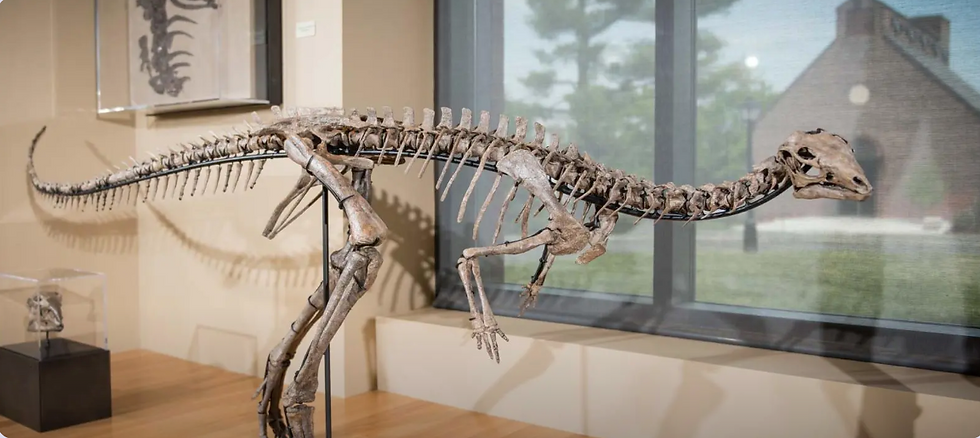 Photo: Dinosaur Skeleton at Beneski Museum of Natural History