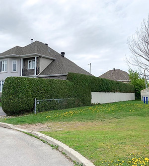 élagage de haies 3.jpg