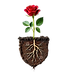 Rose Root_edited.png