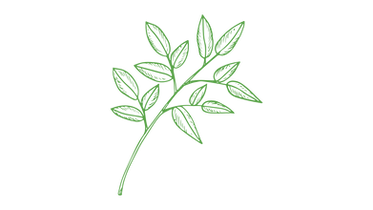 plant 4_edited_edited.png