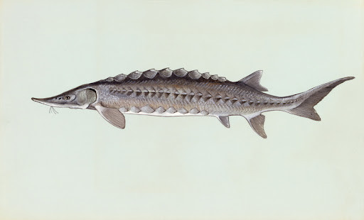 Sturgeon