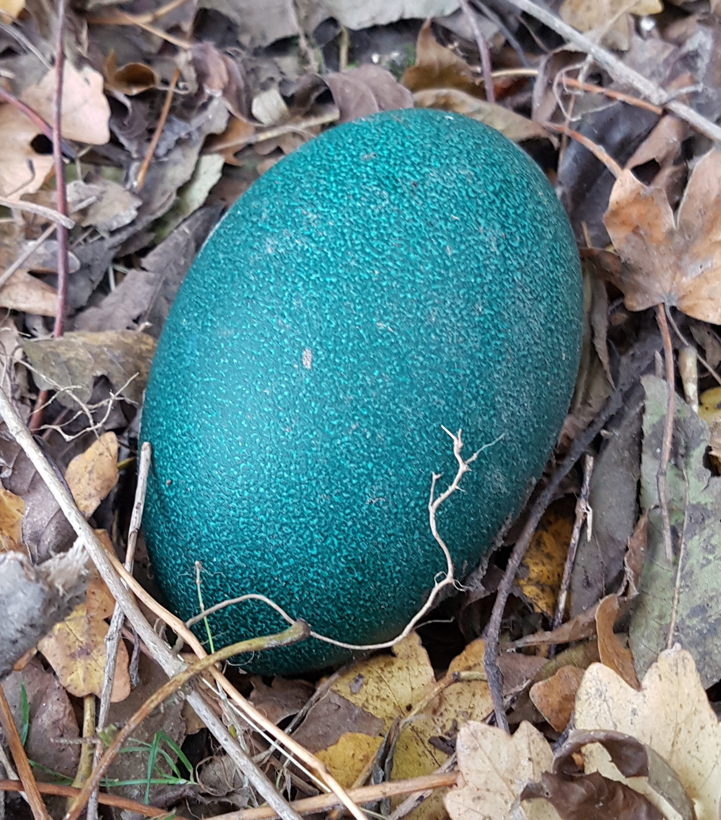 an emu egg