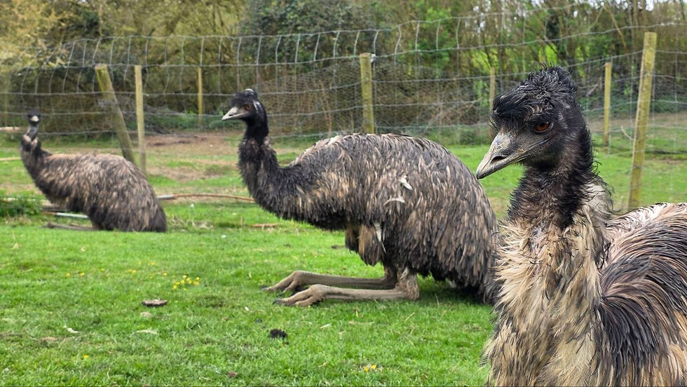 Ernie, Erica, and bandy