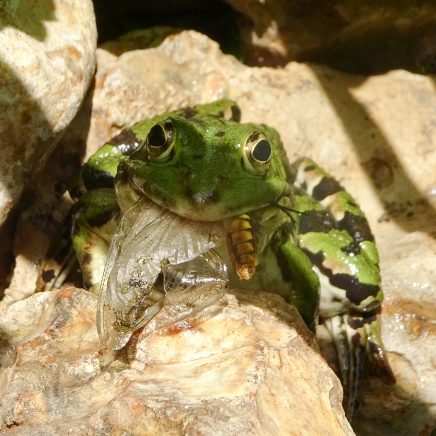 Grenouille verte et sa proie ( libellule déprimée )