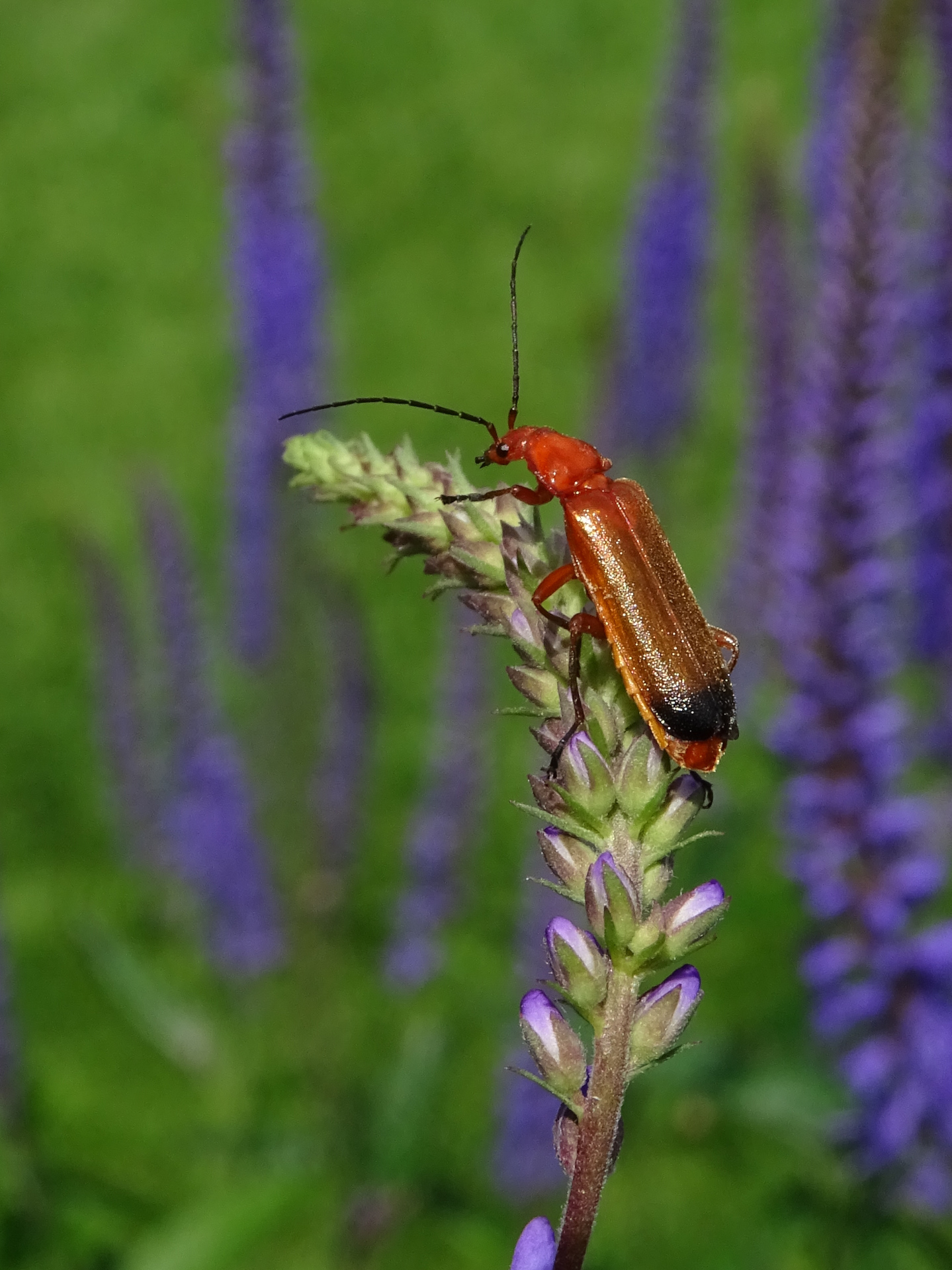 Rhagonycha fulva