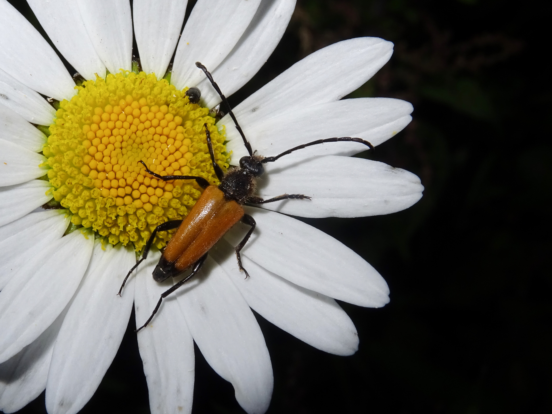 Le Lepture fauve