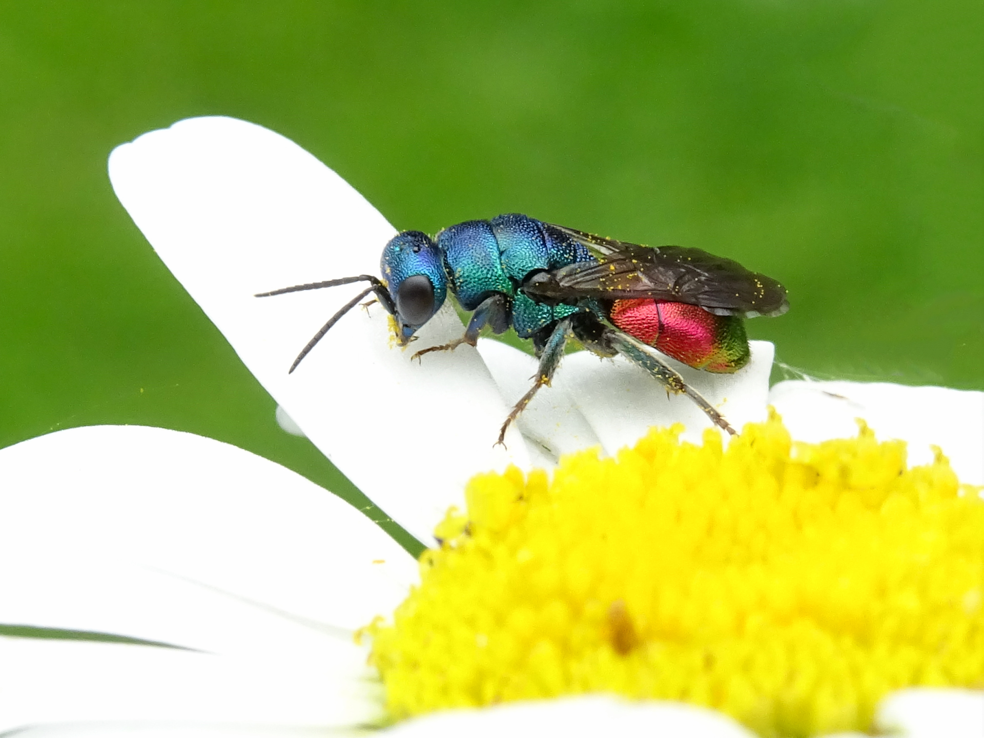 Chryside