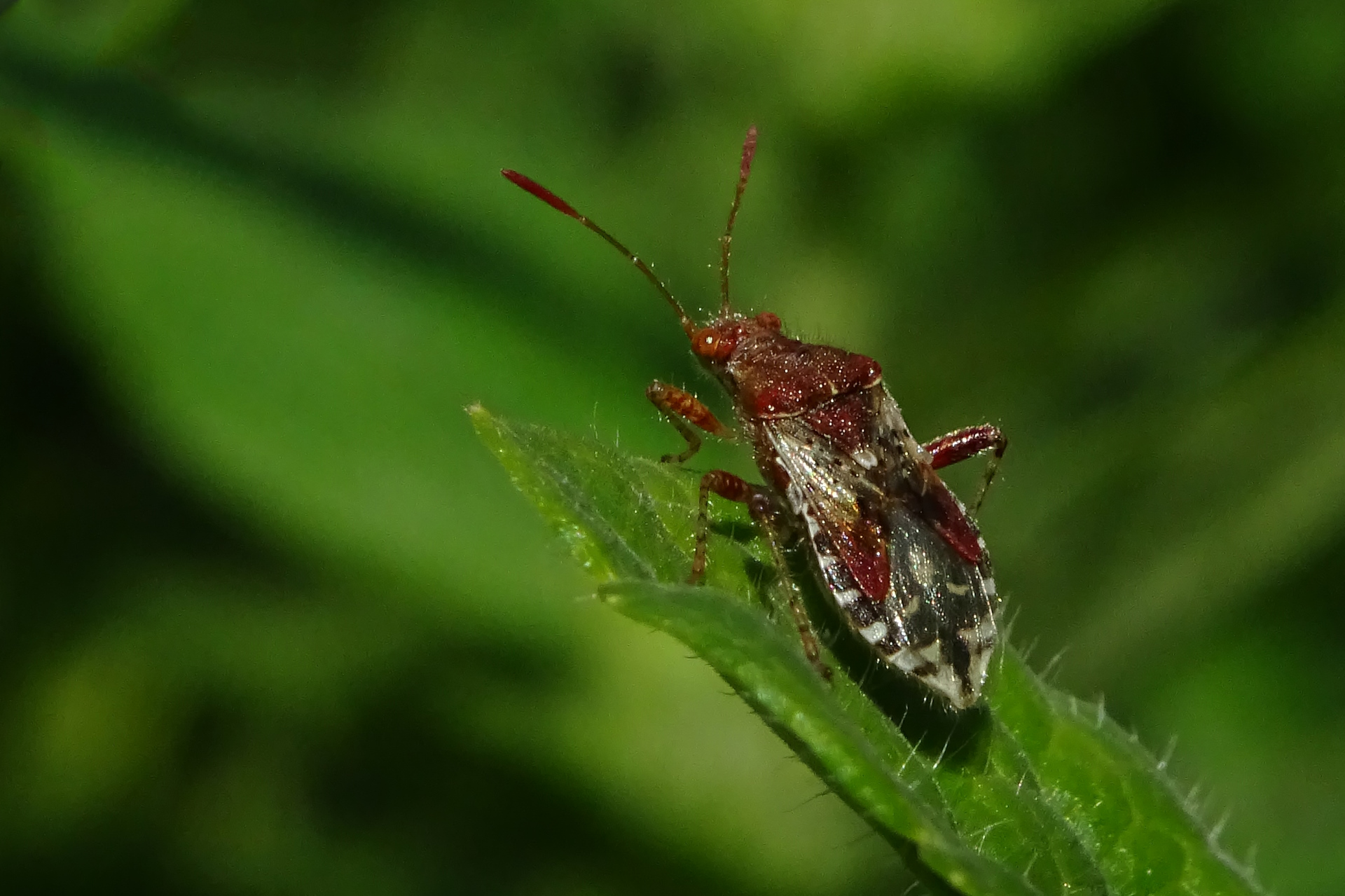 Rhopalus subrufus