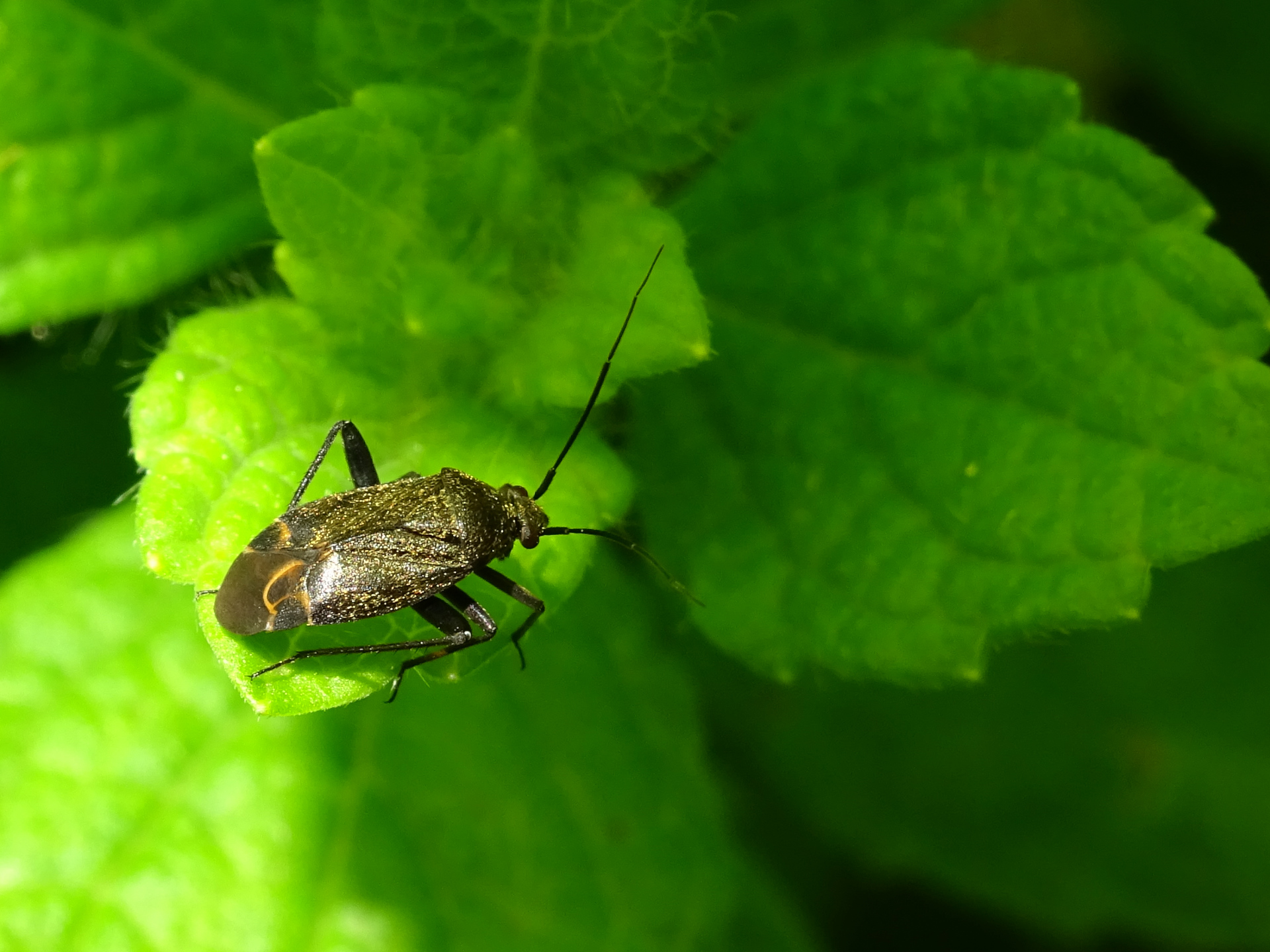 Polymerus nigrita