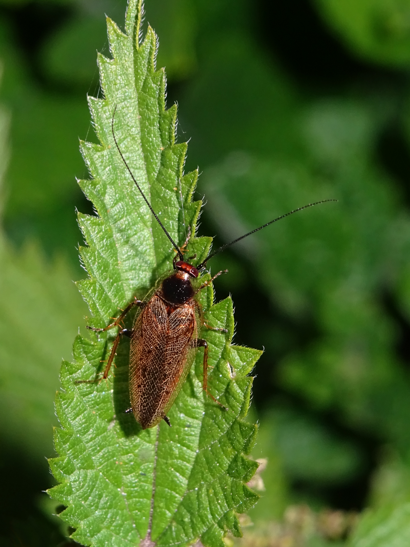 Ectobius lapponicus