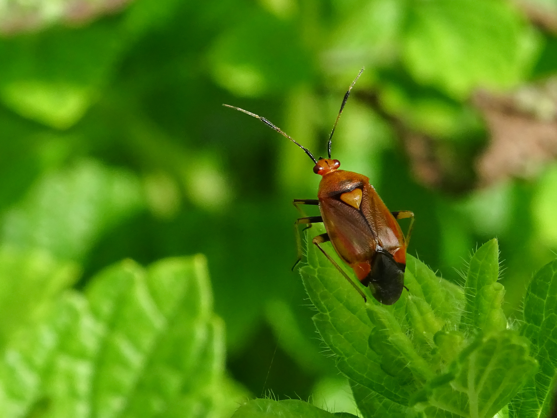 Deraeocoris ruber