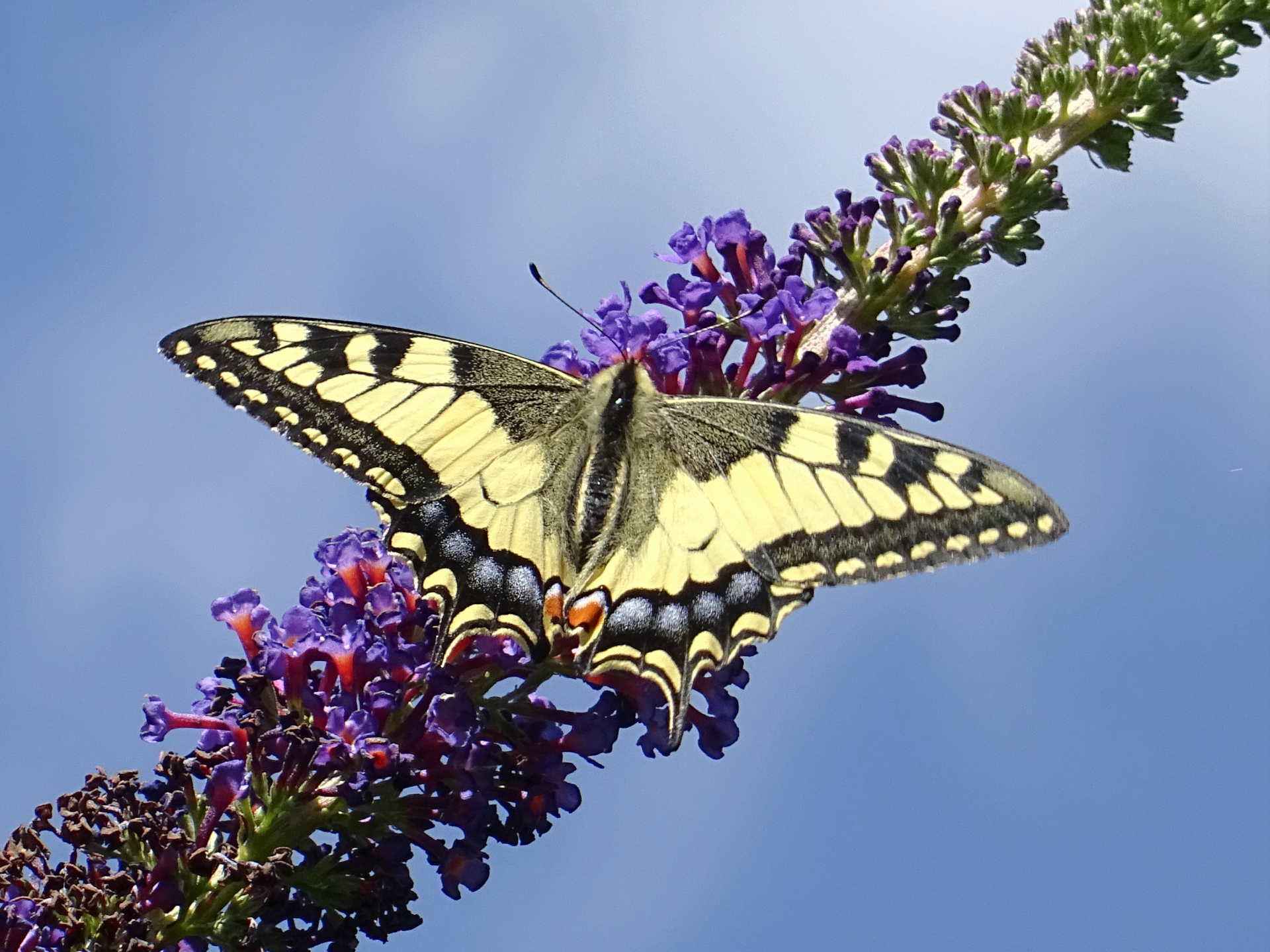 Grand Machaon