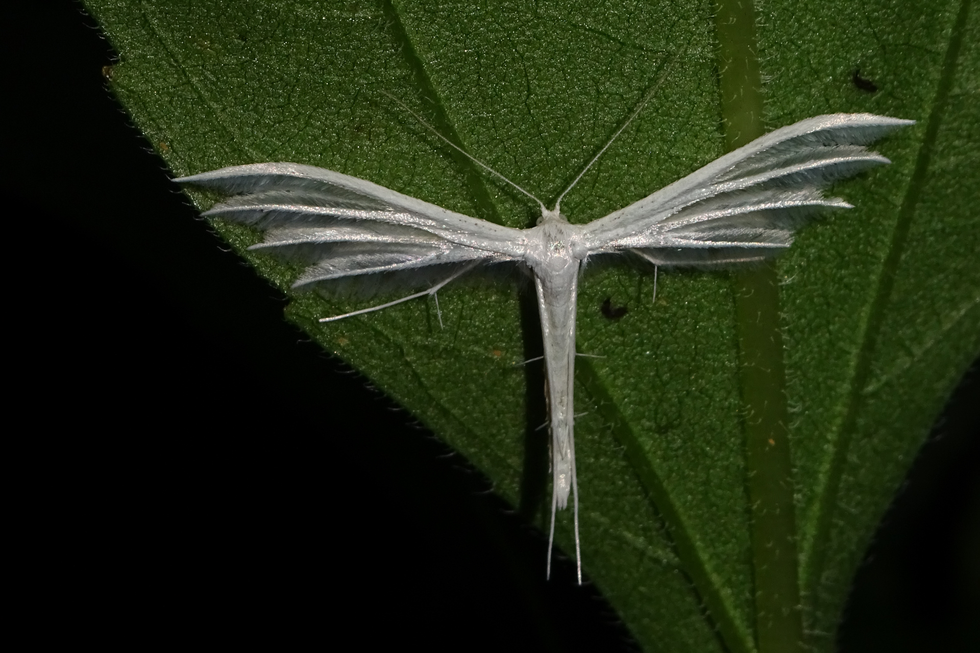 Le Ptérophore blanc