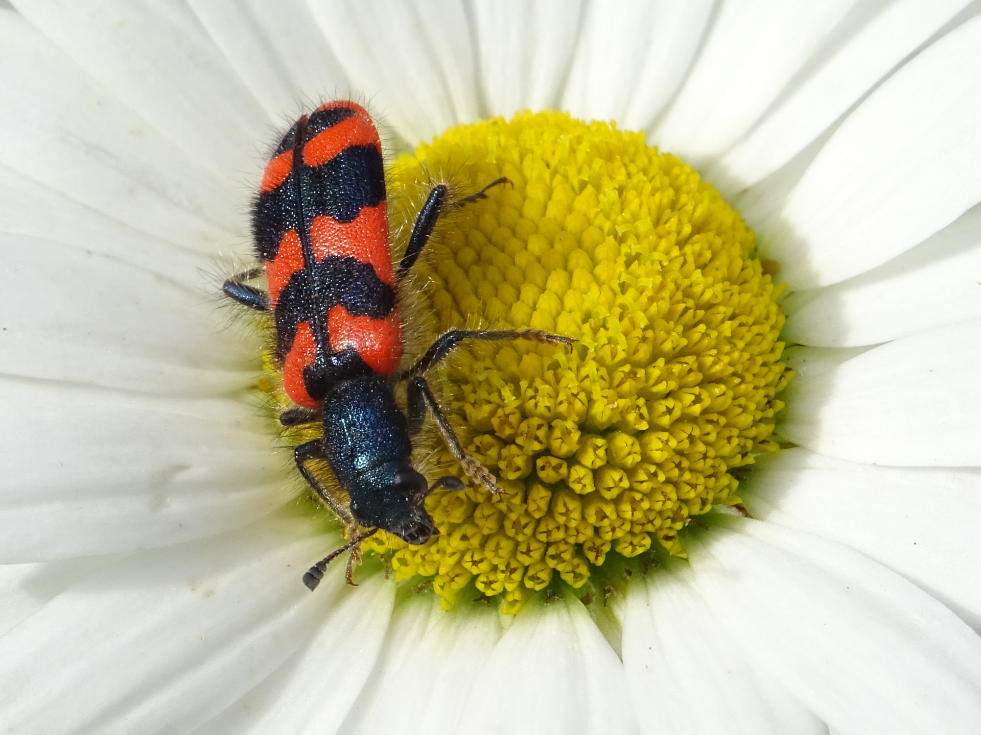 Clairon des abeilles