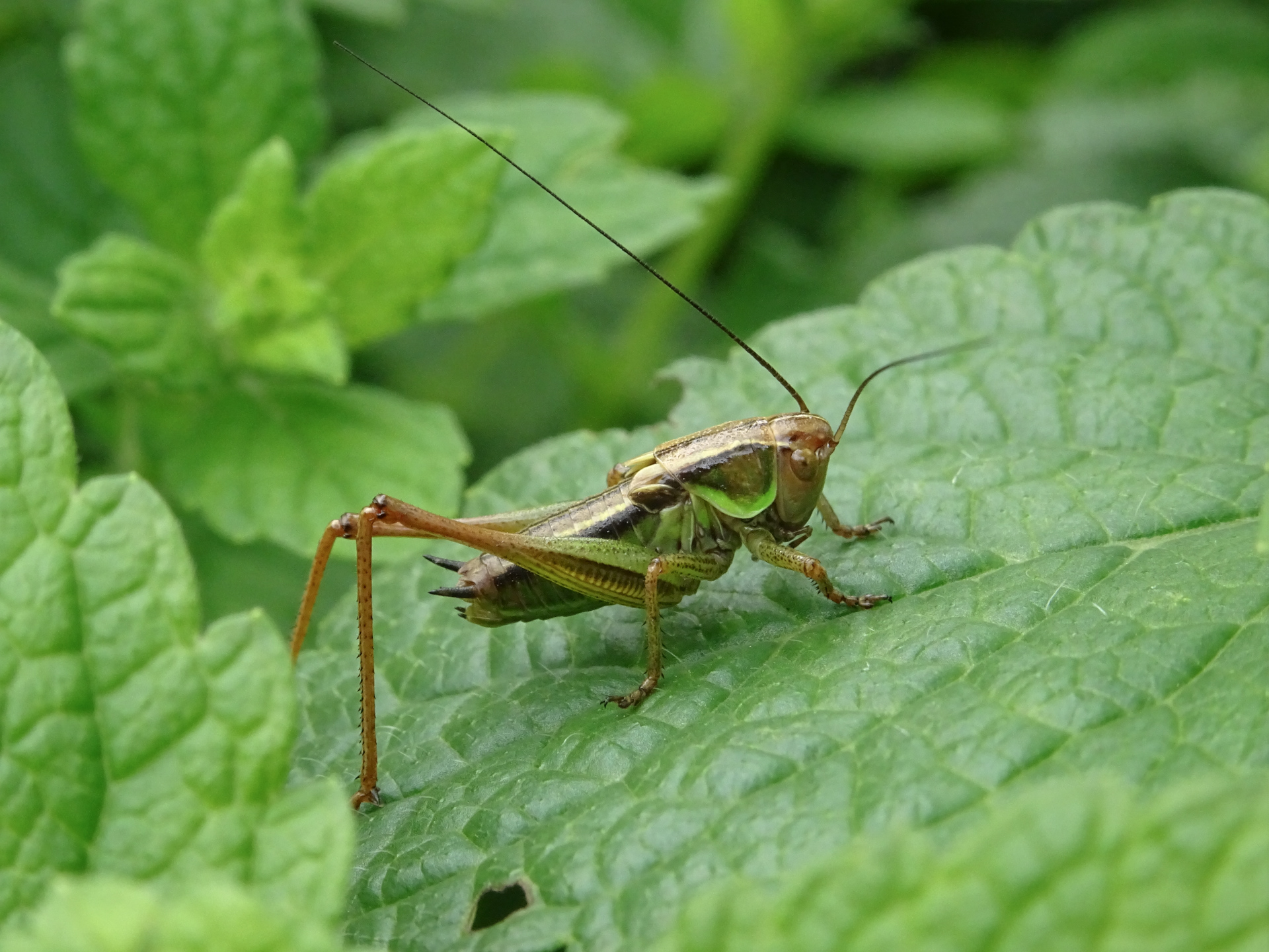 Decticelle bariolée