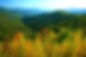 Green leaves cover trees along a mountain in Northeast Tennessee