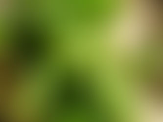 雞屎藤粿及其功效
