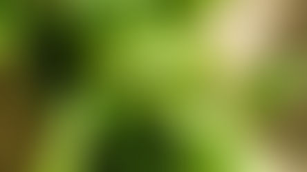 雞屎藤及其功效