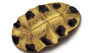 天天靚湯,預防勝於治療——補腎陽龜鹿二仙湯