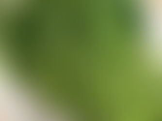 小茴香的功效