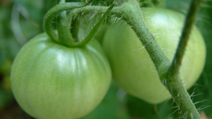 注意有毒的食物