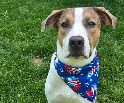 Pet of the Week Toby.jpeg