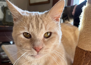 Pet of the Week Tiger.jpg