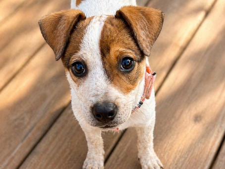 A dog with white and brown coloring standing on wooden deck.