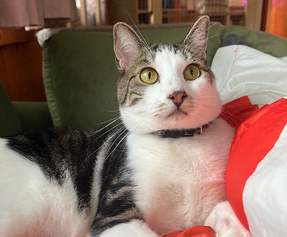 Pet of the Week Luffy.jpg