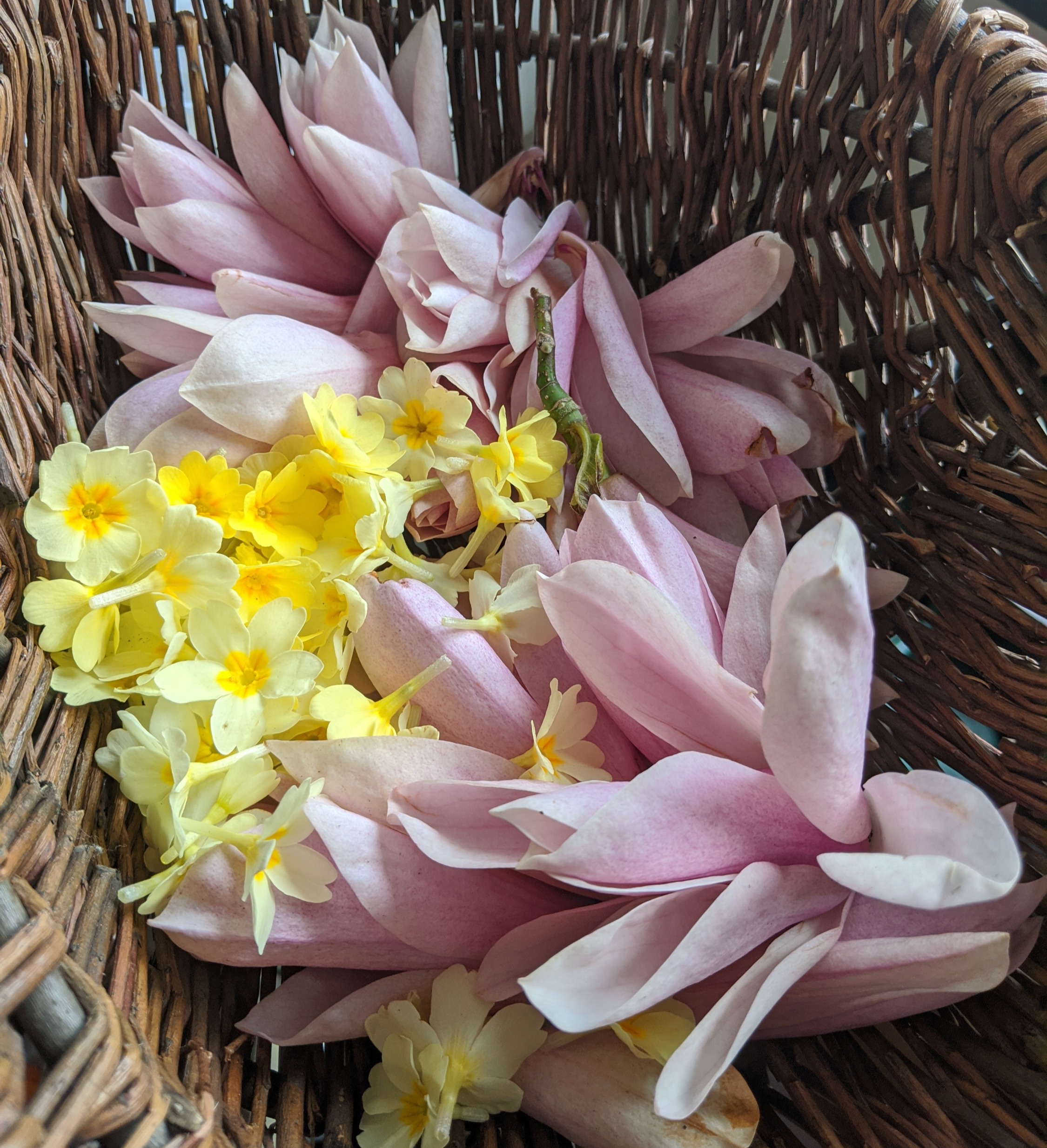 Magnolia Syrup Recipe