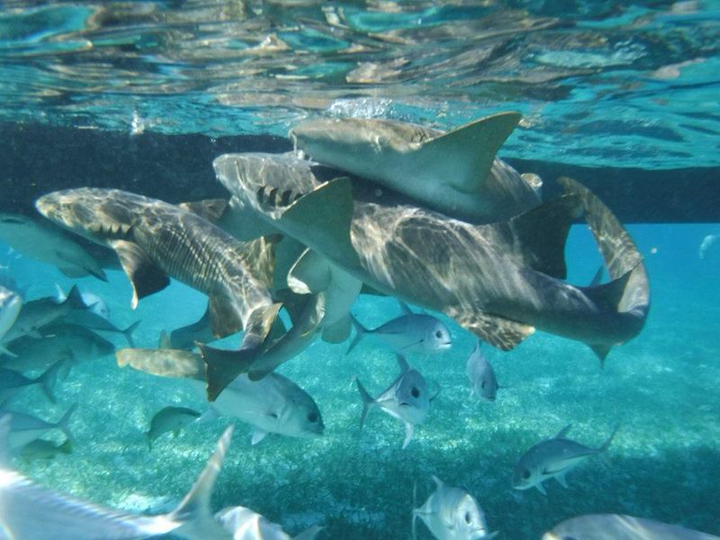 Shark ray alley Belize