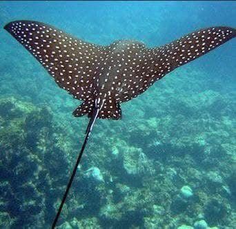 Stingrays swimming in shallow water