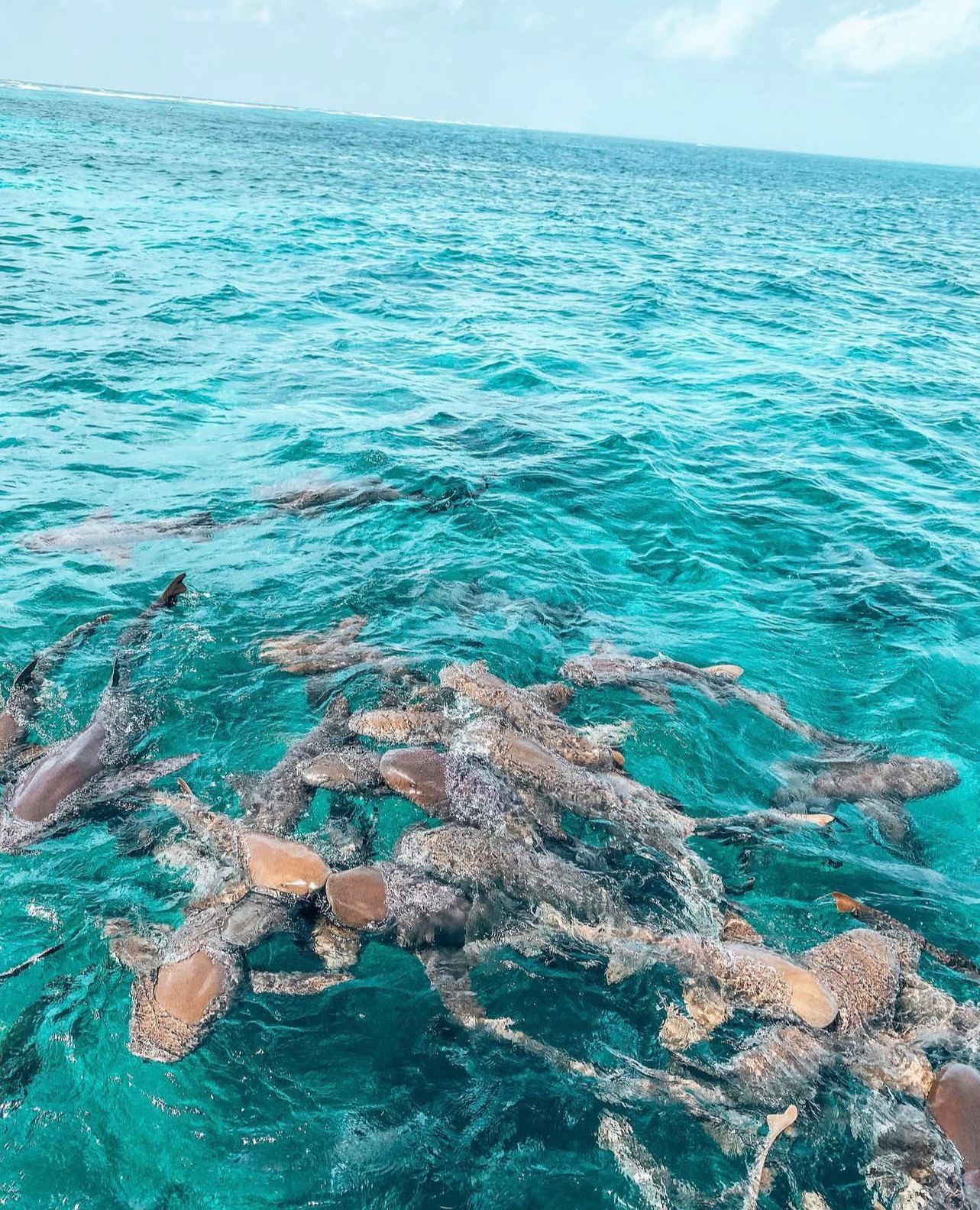 Exotic marine species in the barrier reef