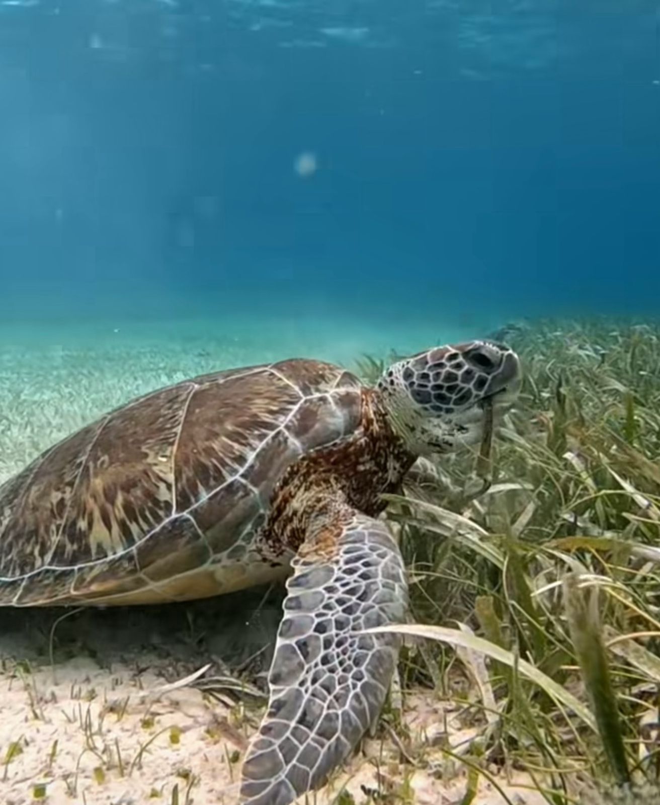 Clear blue water of the Belize Barrier Reef