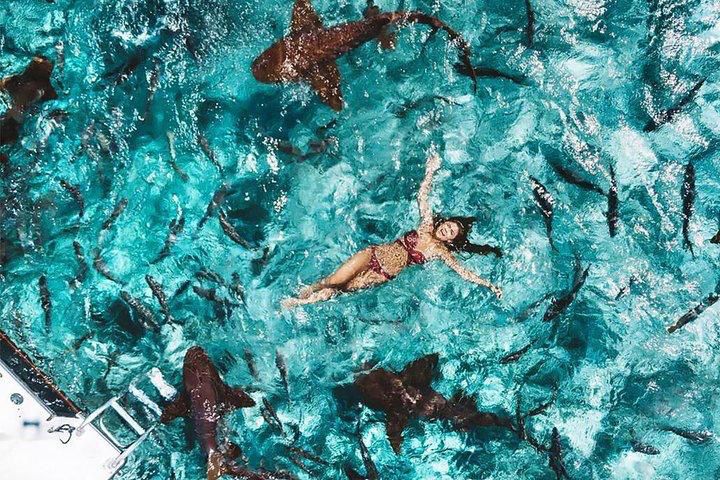 Close up of nurse sharks and stingrays at Shark Ray Alley