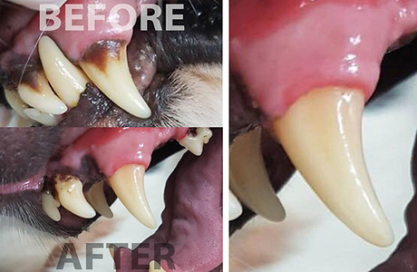 Teeth.jpg