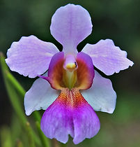 Coco Island Wellness Wild Orchid Logo