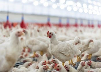 Dicas para garantir o conforto térmico na avicultura