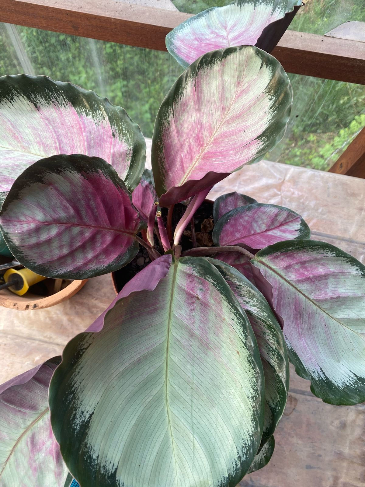 Maranta Saturno Picturata
