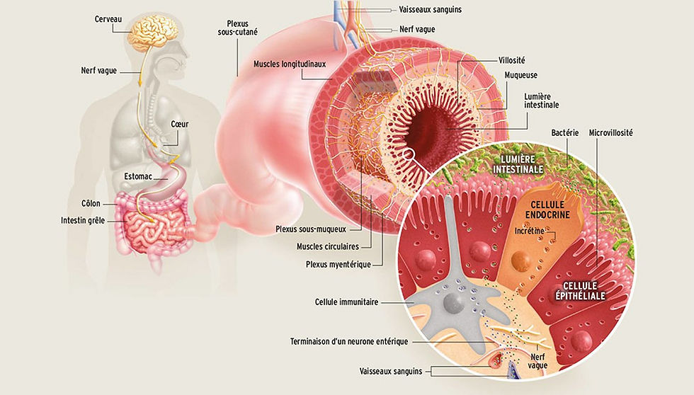 Figure 3 : Le rôle crucial de la muqueuse intestinale