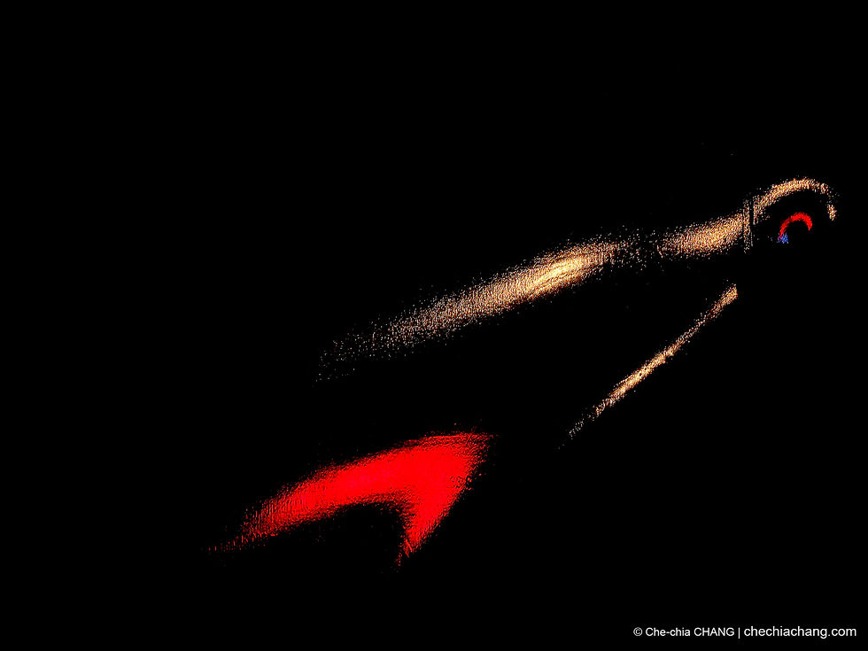 Innocence-2011-oiseau de feu