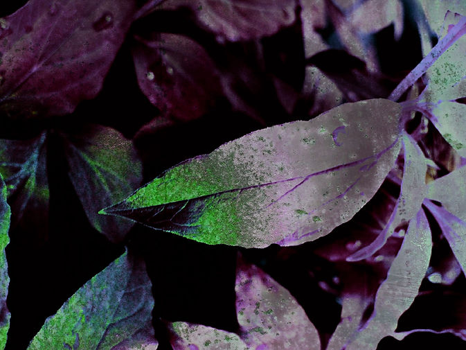 GothicAutumnII.jpeg
