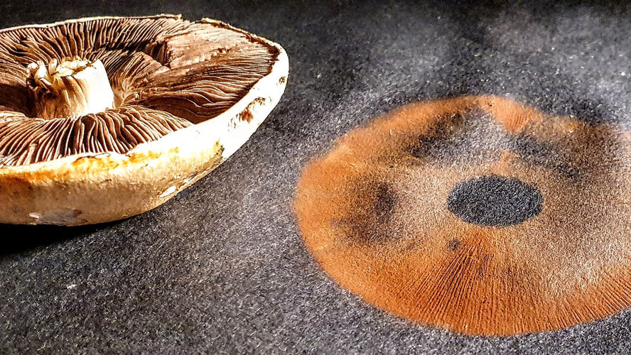 How To Make a Mushroom Spore Print (with pictures)