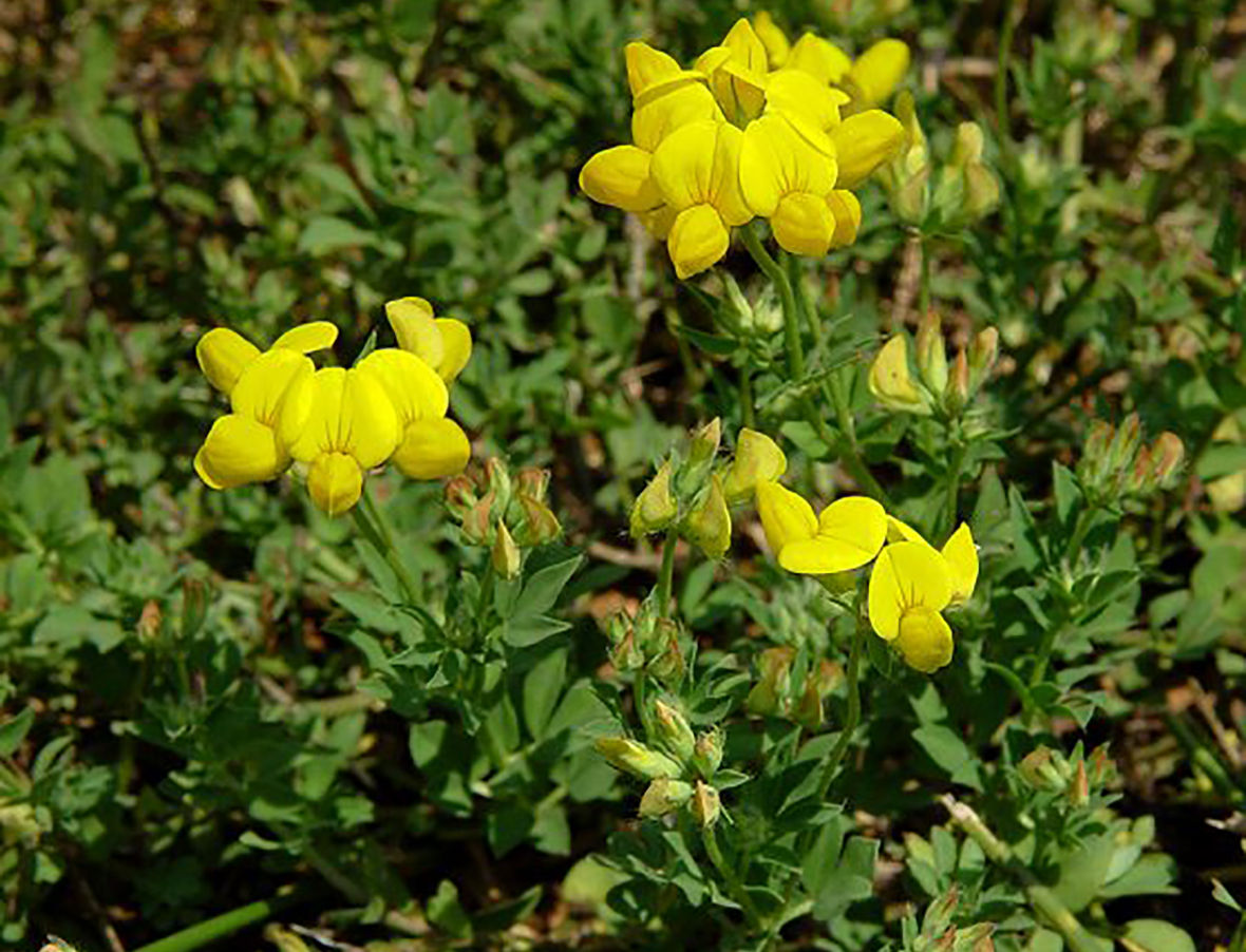 Bird’s-foot Trefoil