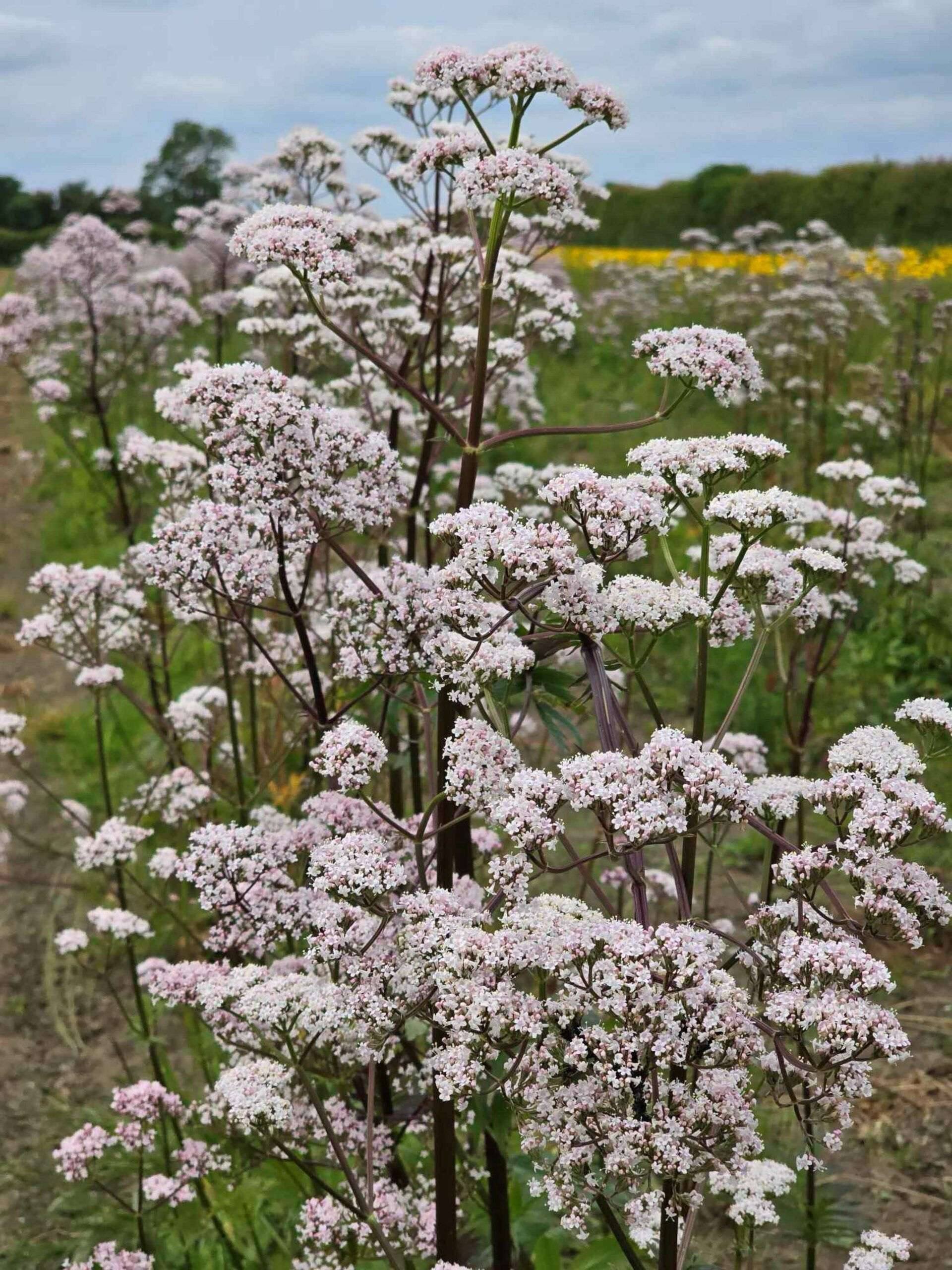 Common Valerian