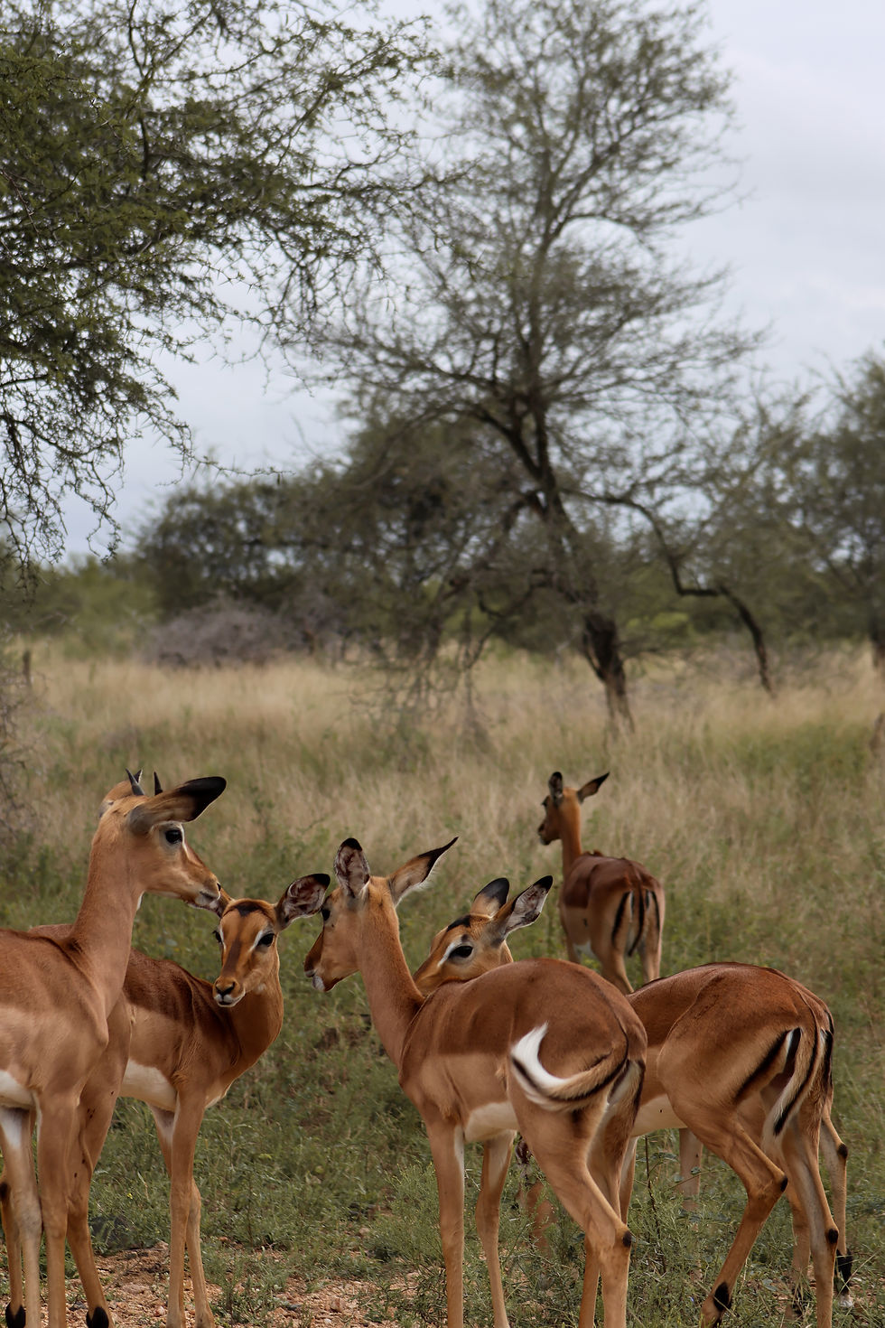 Tierherde im Kruger Nationalpark