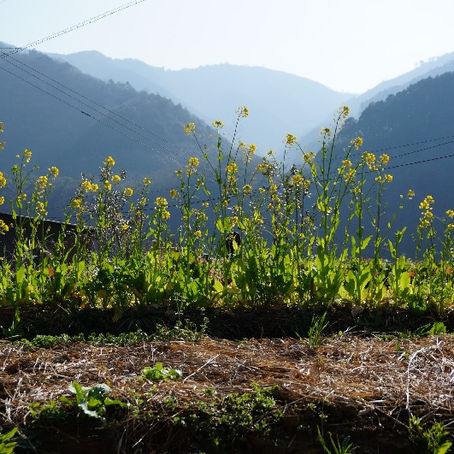 巡礼となりて #1　如月 冬の効用（佐々琢哉）