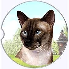 Thumbnail: Siamese cat with blue eyes