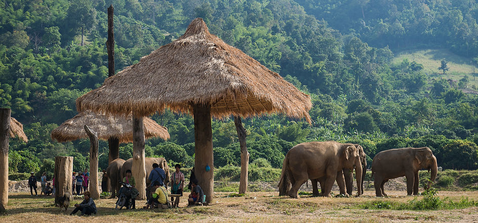 Elephant Nature Park - 020 - Animal Encounter World Tour_edited.jpg