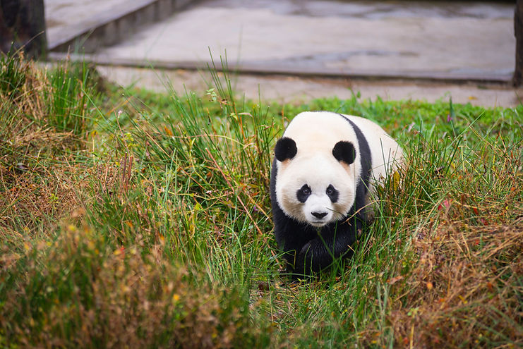 Sg Wildlife Photographer - Chengdu Dujiangyan Panda Base - StellarPhoto.sg - 001.jpg
